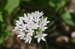 Wild onion