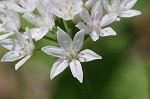 Wild onion