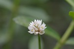 Alligator weed