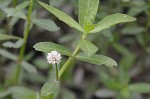 Alligator weed