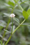 Alligator weed