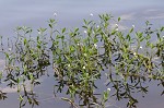 Alligator weed