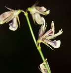 White moneywort