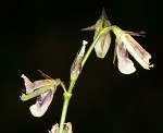 White moneywort