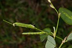 White moneywort