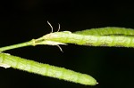 White moneywort