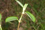 White moneywort