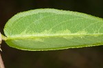 White moneywort