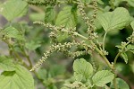 Slender amaranth