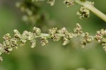 Slender amaranth