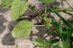 Slender amaranth