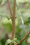 Slender amaranth