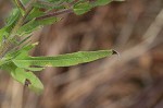 Lanceleaf ragweed