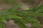 Lanceleaf ragweed