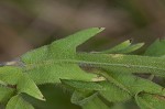 Lanceleaf ragweed