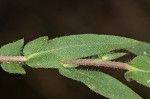 Lanceleaf ragweed