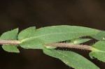 Lanceleaf ragweed