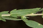 Lanceleaf ragweed