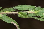 Lanceleaf ragweed