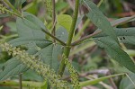 Giant ragweed