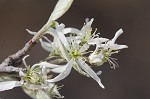 Serviceberry