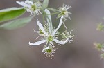 Serviceberry