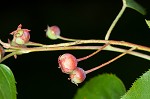 Serviceberry