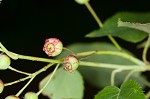 Serviceberry