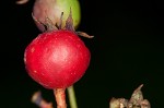 Serviceberry