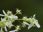 Serviceberry