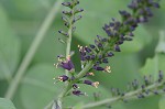 False indigo