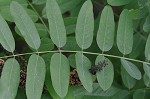 False indigo