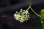 Heartleaf peppervine