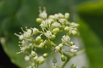 Heartleaf peppervine