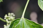 Heartleaf peppervine