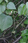 Heartleaf peppervine