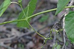 Heartleaf peppervine