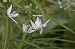 Fringed bluestar