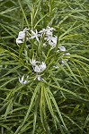 Fringed bluestar