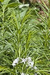 Fringed bluestar