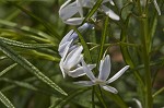 Fringed bluestar