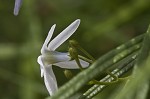 Fringed bluestar