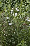 Fringed bluestar