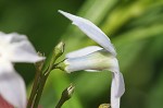 Fringed bluestar