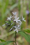 Eastern bluestar