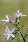 Eastern bluestar