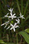 Eastern bluestar