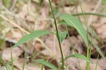 Eastern bluestar