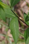 Eastern bluestar