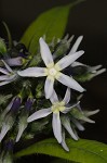 Eastern bluestar